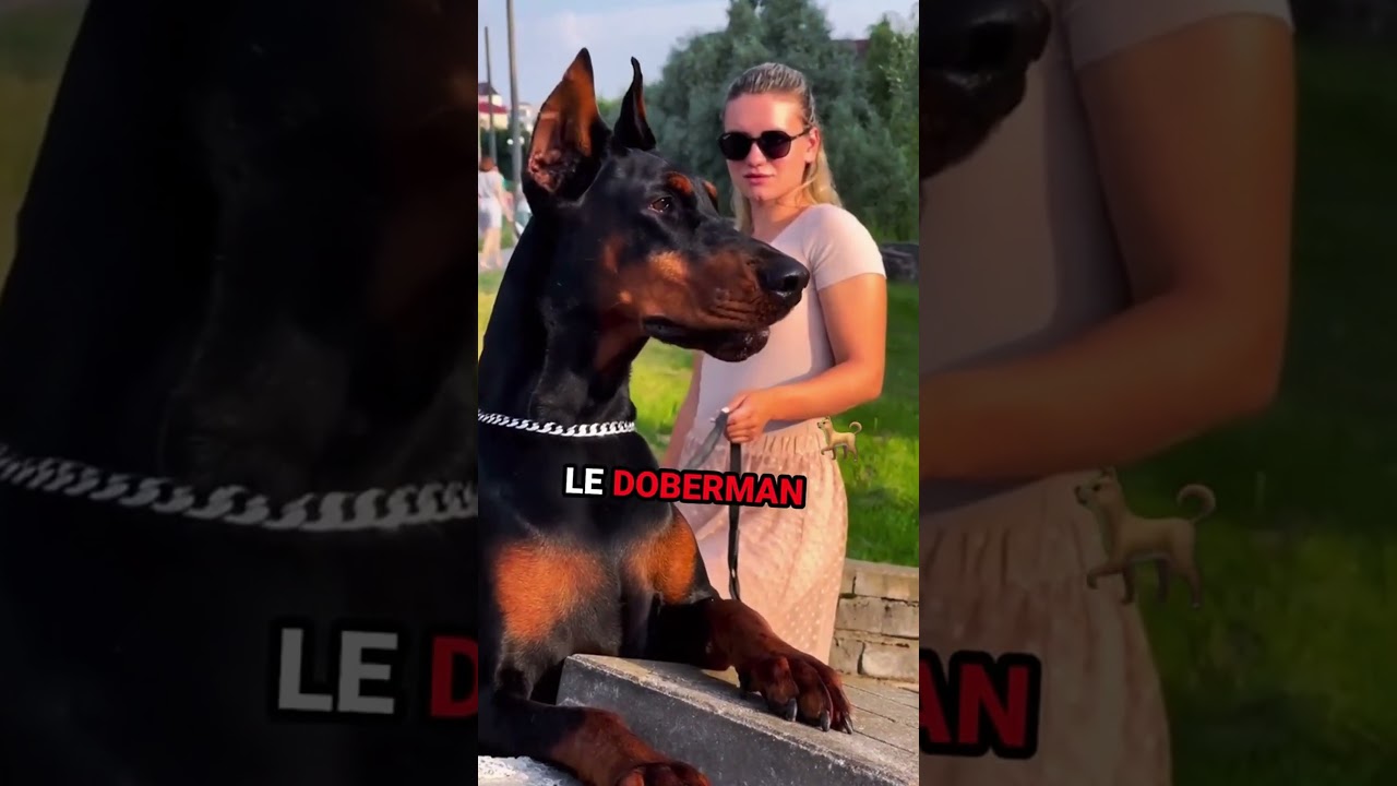 TOP 3 DES CHIENS LES PLUS MUSCLÉ ! 💪🏼🐶 #animale #animaux #chien #chiens #chiene #fort #muscle