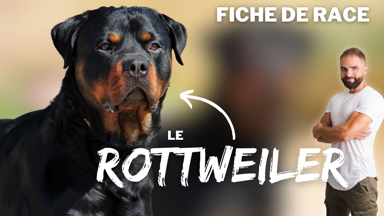 Infos race de chien Rottweiler : caractère, éducation, comportement, santé race de chien Rottweiler