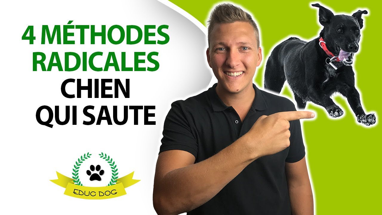 Apprendre FACILEMENT à votre chien à ne pas sauter sur les gens
