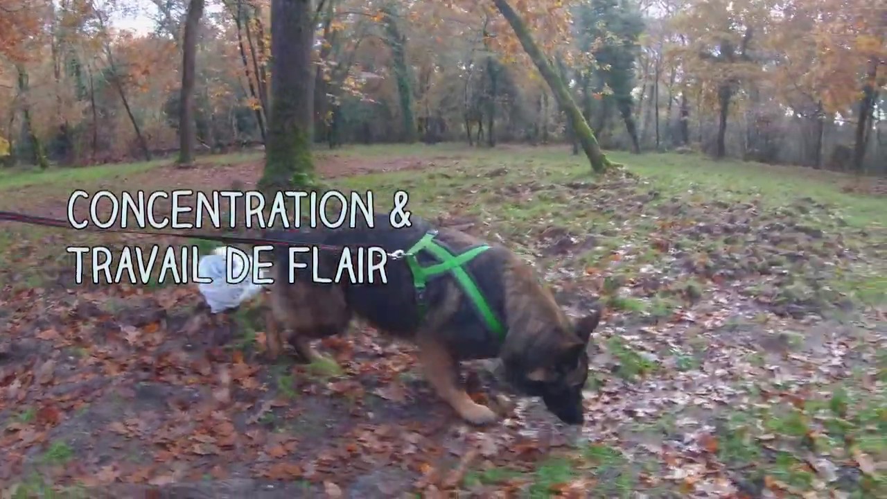 Mantrailing avec le Pole Canin