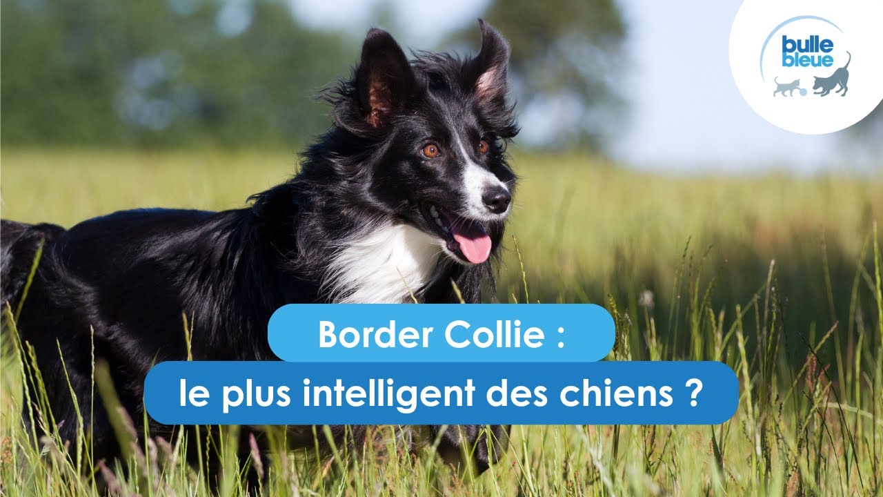 Border Collie : le plus intelligent des chiens ?