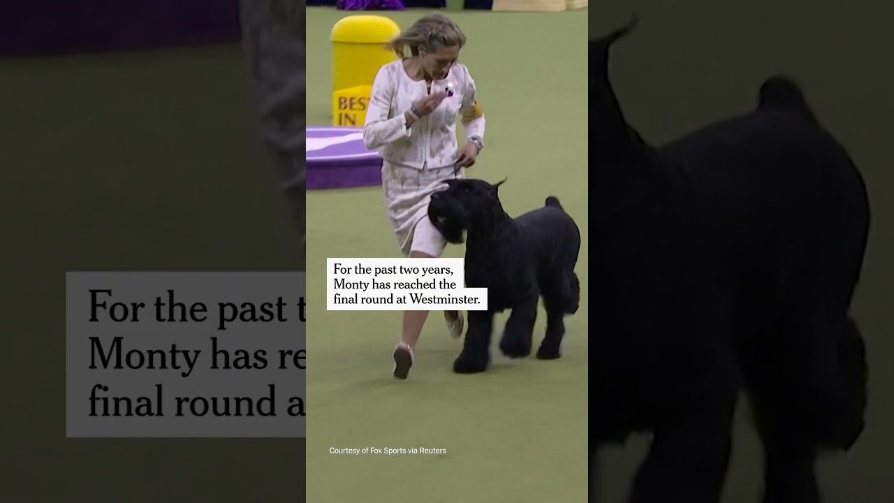 Giant Schnauzer Wins Best in Show at Westminster