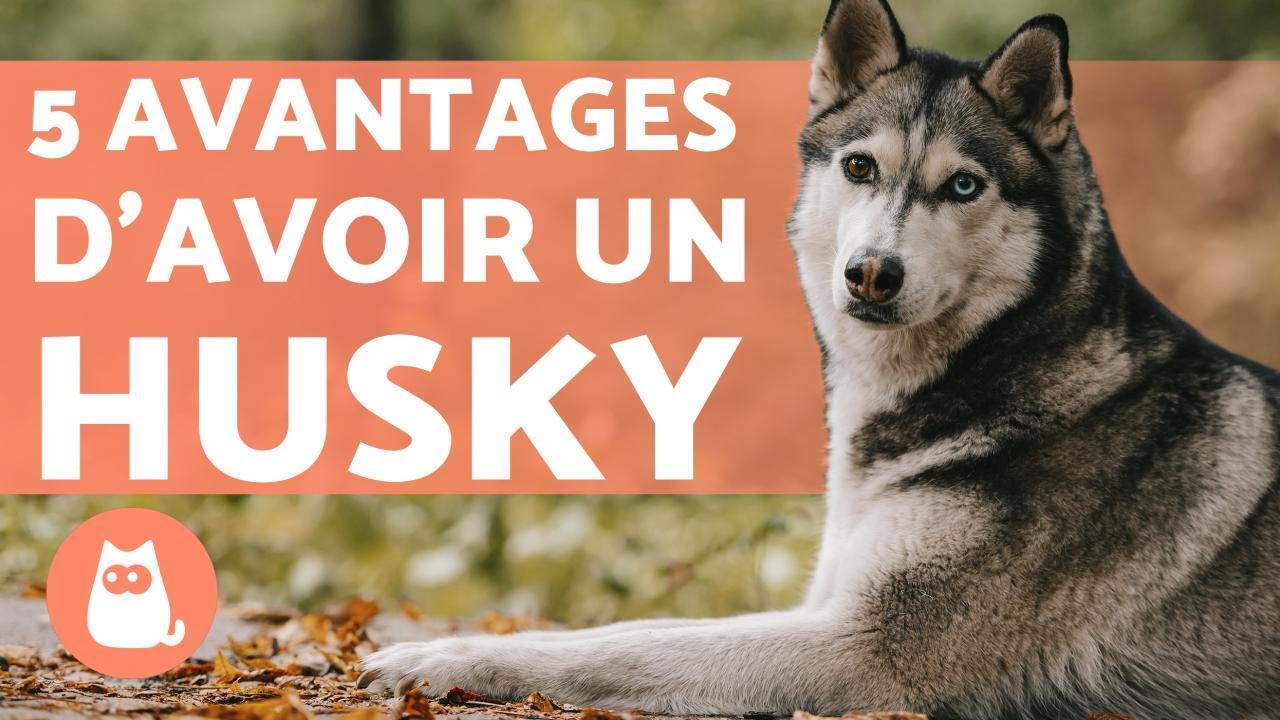 AVANTAGES d'avoir un HUSKY SIBÉRIEN 🐺 (TOP 5)