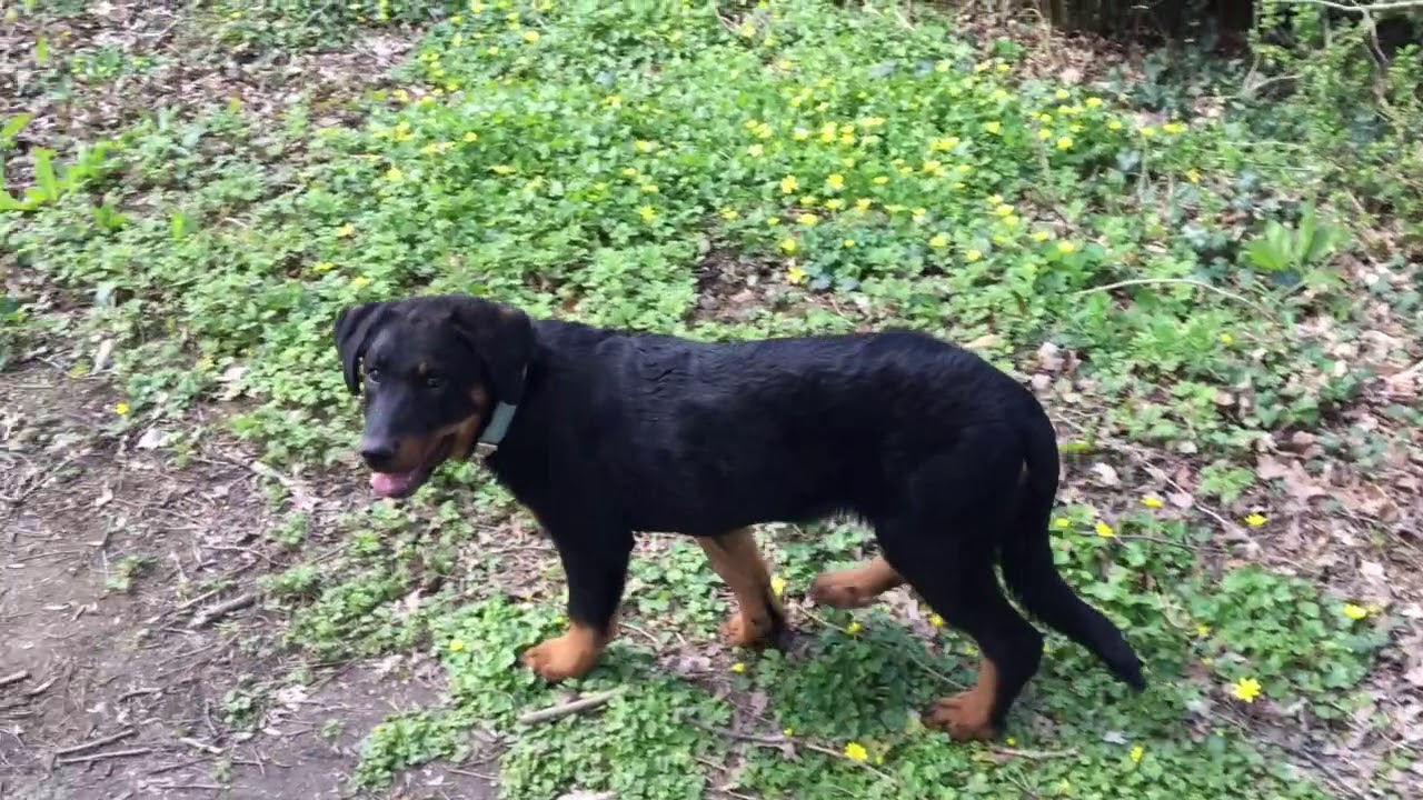 beauceron son caractère, éducation, alimentation