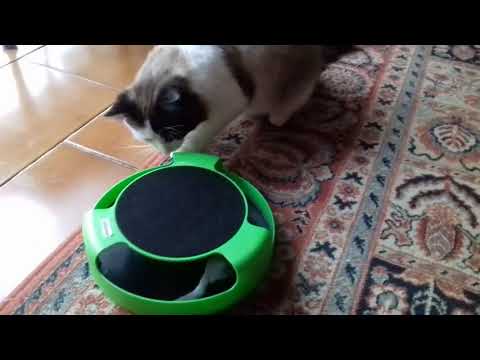 Jouet Attrape-souris pour Chat