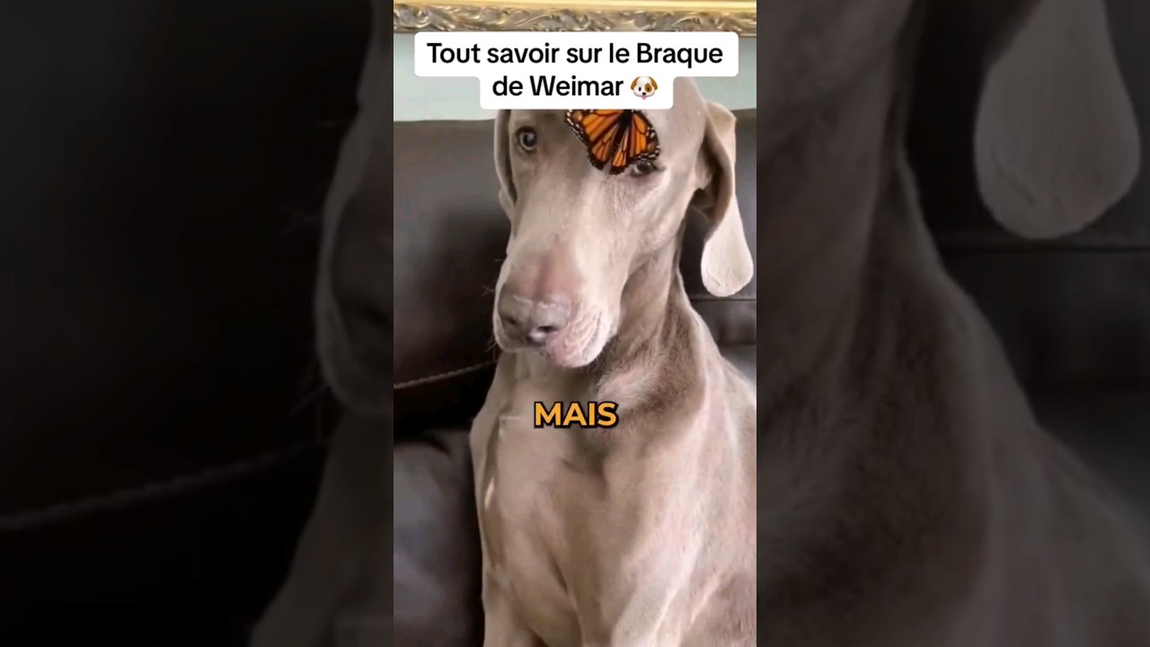 Tout savoir sur le brake de Weimar #chien #chienmignon #brakedeweimar