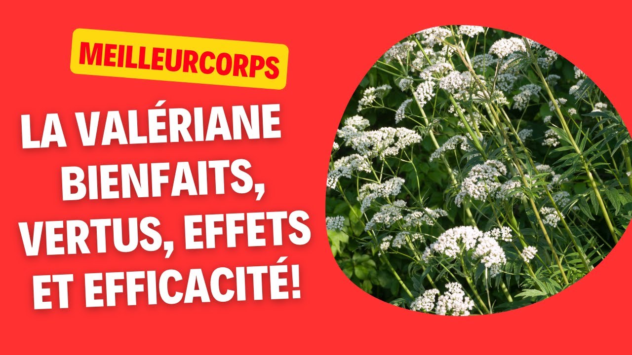 LA VALÉRIANE : BIENFAITS, VERTUS, EFFETS ET EFFICACITÉ!