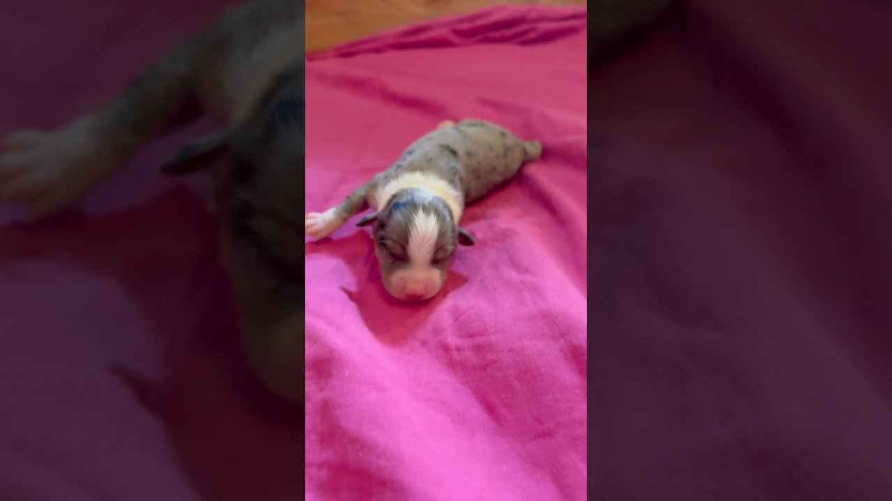 Chiot berger américain miniature #chien #puppy #australianshepherd