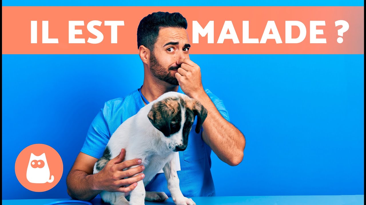 Pourquoi mon CHIEN SENT MAUVAIS ? 🐶 (6 RAISONS)