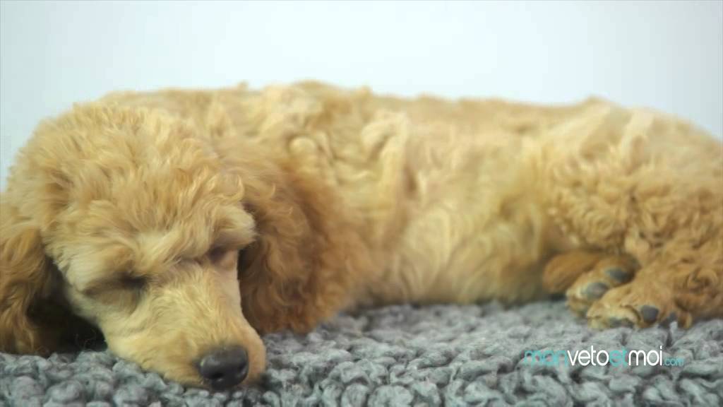 Comprendre le sommeil de votre chien