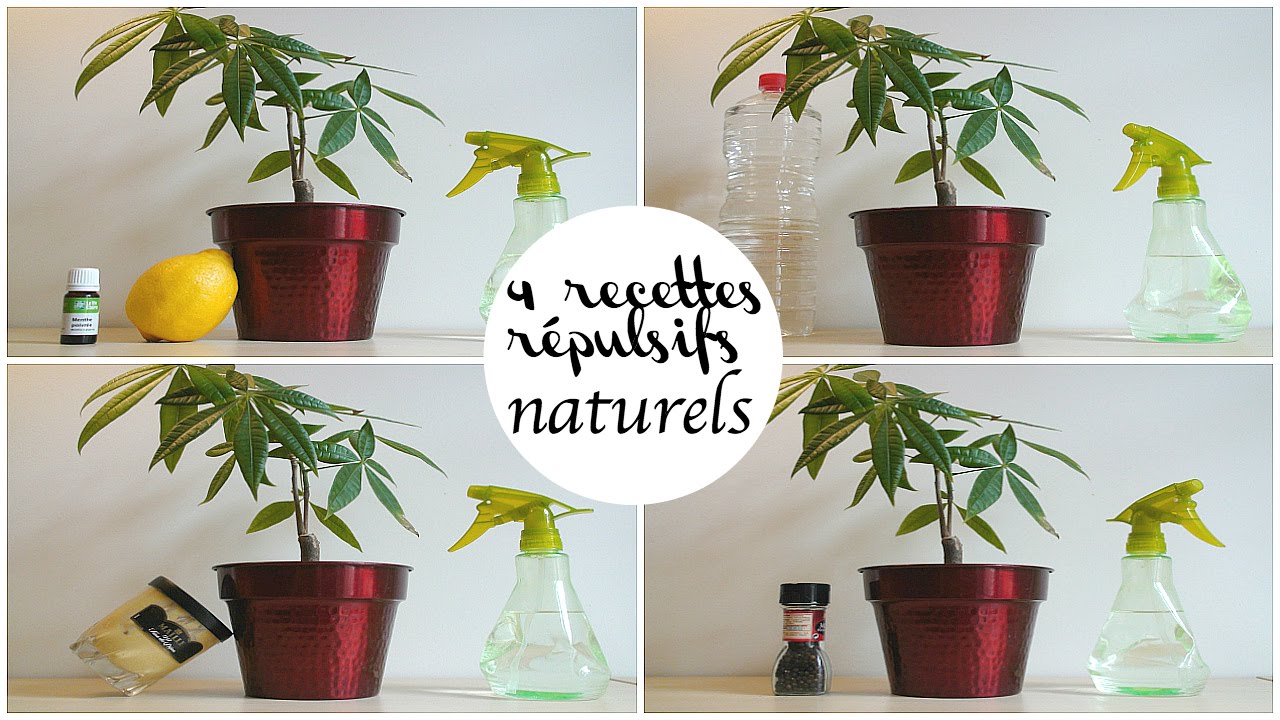 DIY : 4 recettes de répulsifs 100% naturels !