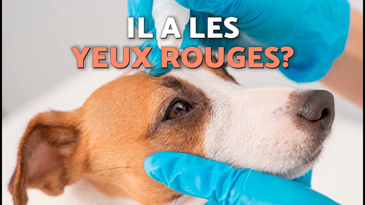 5 SYMPTÔMES de PROBLÈMES OCULAIRES chez les CHIENS et les CHATS que vous DEVEZ CONNAÎTRE 👀🐶🐱