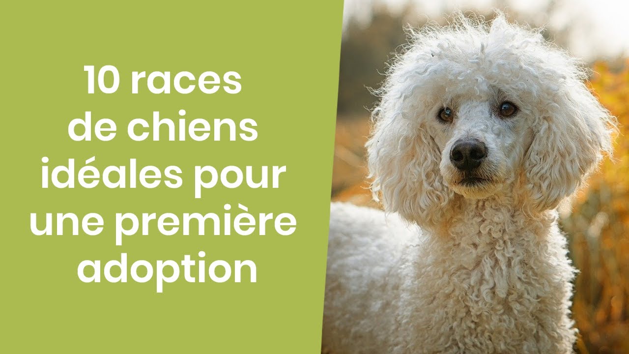 10 RACES DE CHIENS IDÉALES POUR UNE PREMIERE ADOPTION