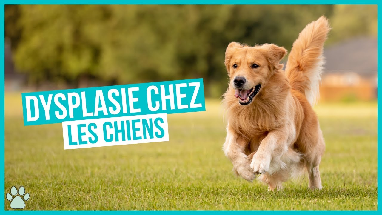 Chien atteint de Dysplasie : causes, symptômes et traitements