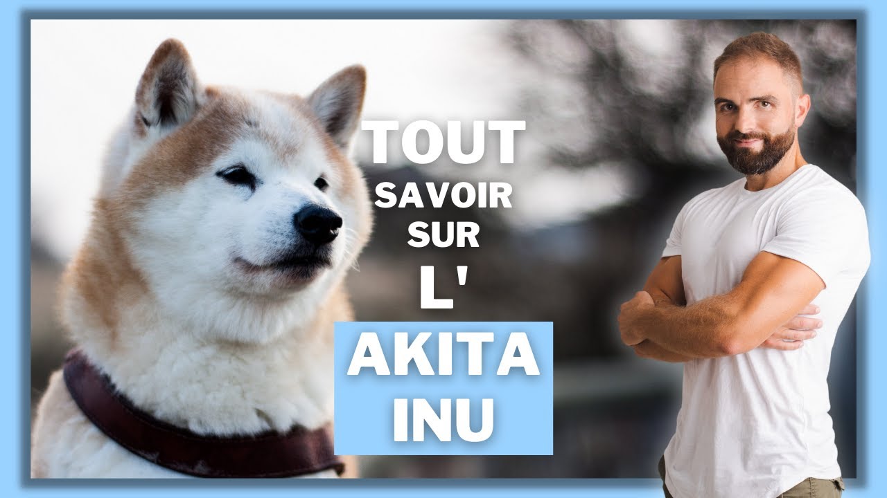 Race de chien Akita Inu : caractère, dressage, adoption, comportement, santé de ce chien de race...