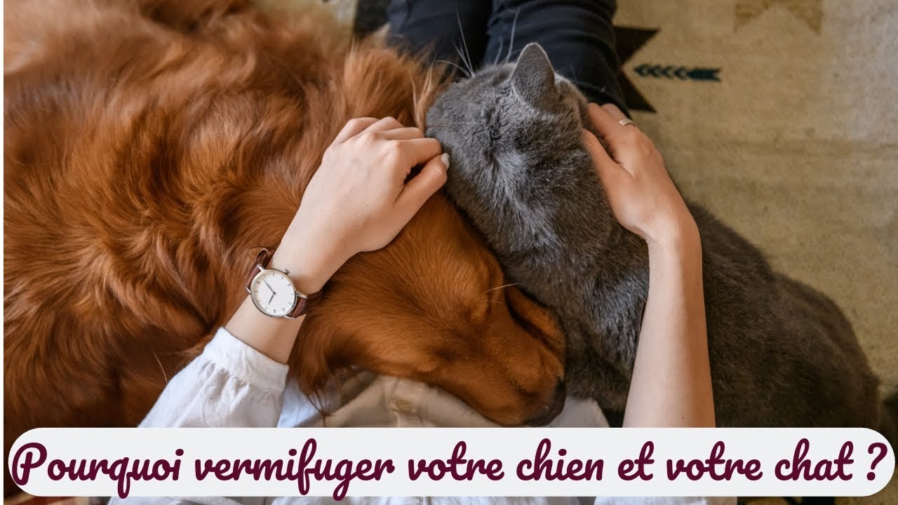 Pourquoi vermifuger son chien et son chat ?