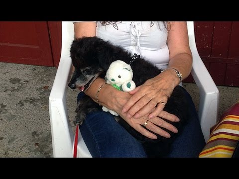 Un vieux chien découvre le plaisir de dormir au chaud !