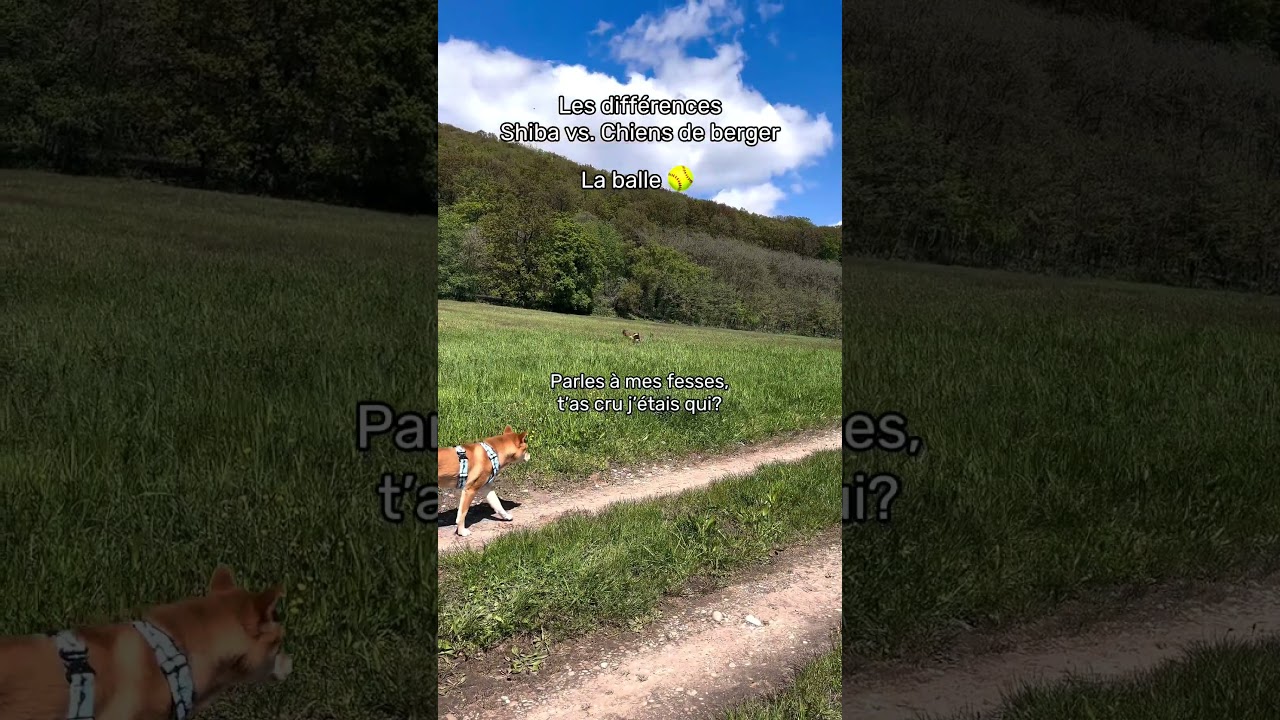 Les différences entre nos chiens de bergers VS le Shiba 🎾 #chiendrôle #humour #shiba #chiendeberger
