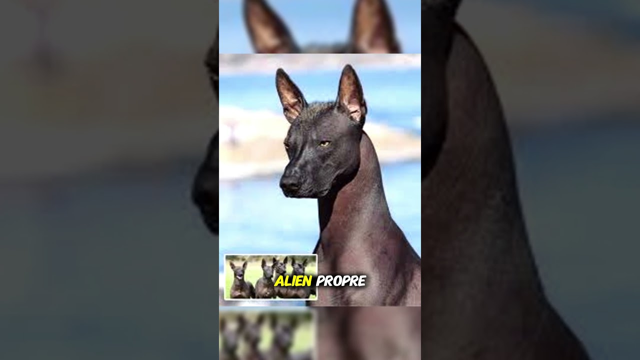 Top 3 des races de chiens que t’as jamais croisées en France 🇫🇷🐾