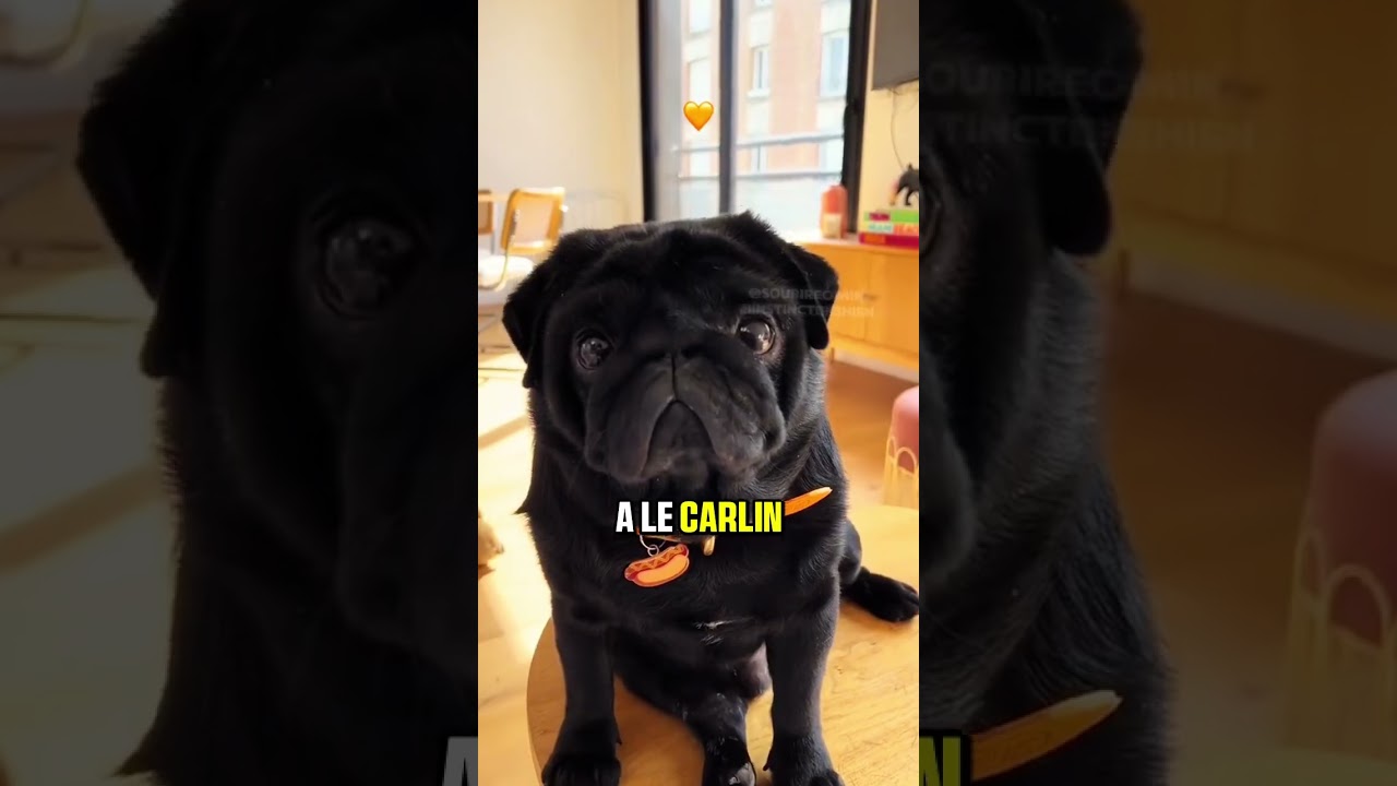 Les Trois races de chiens les plus gentils avec les humains￼