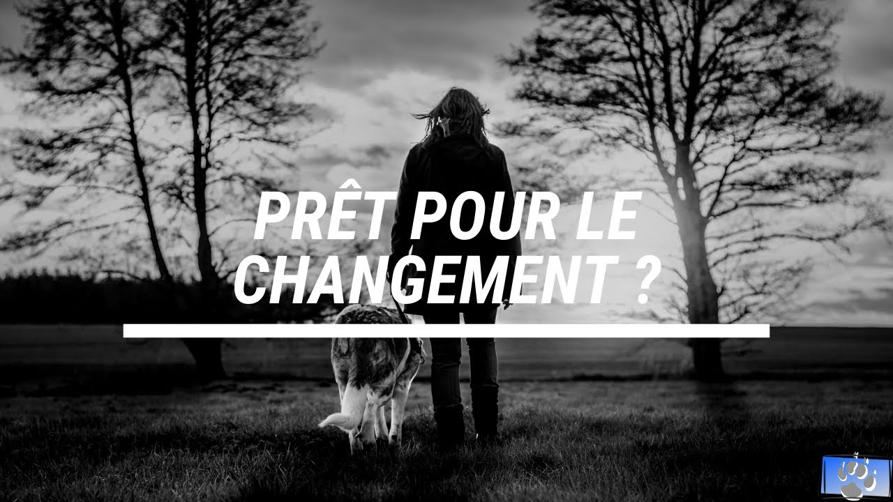 Régler les problèmes de comportement canin efficacement !