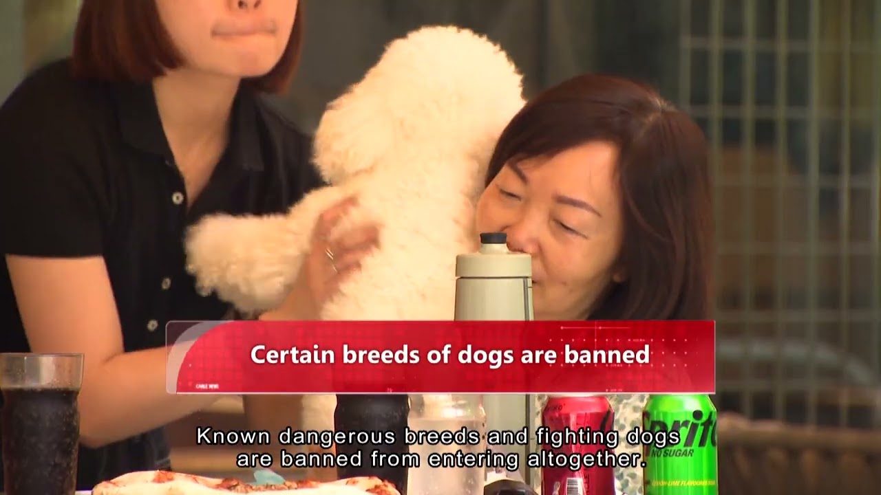 Up to 1000 HK restaurants to be dog-friendly by mid-2026| HOY International Business Channel