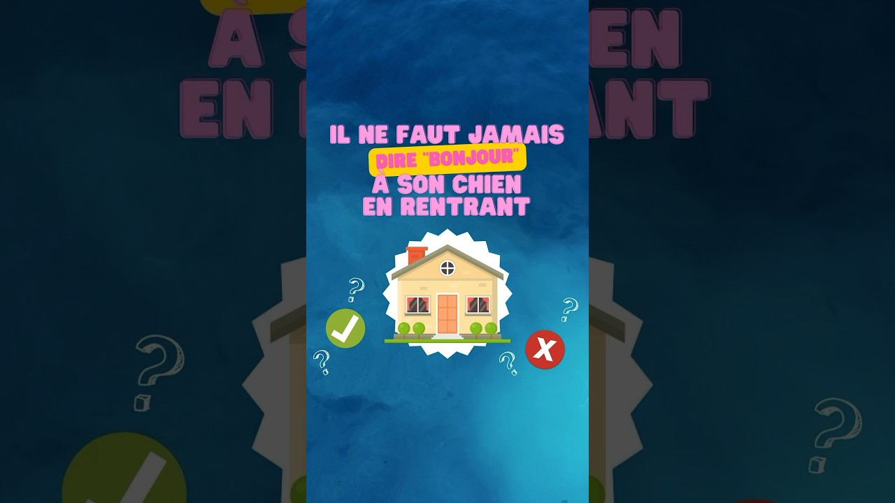 Faut-il dire bonjour à son chien en rentrant à la maison ?  #chien #dog #fyp