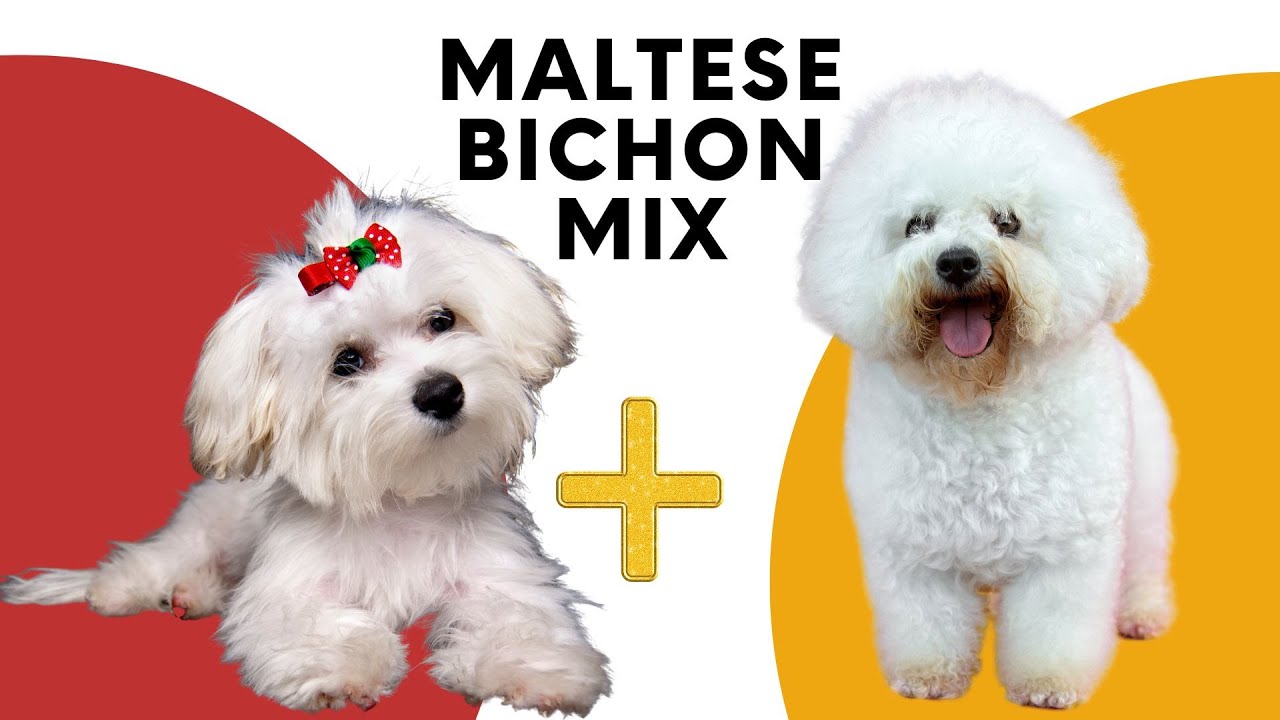 All About the Maltese Bichon Mix