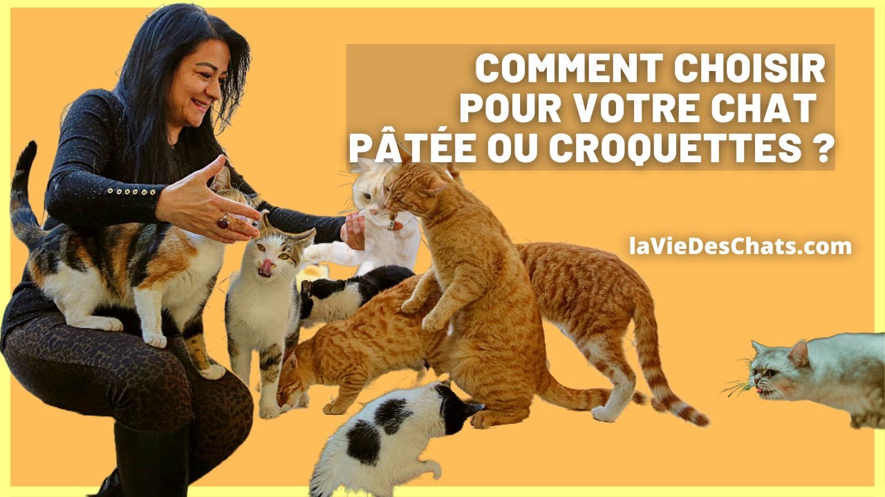 Comment choisir pour votre chat : pâtée ou croquettes ?