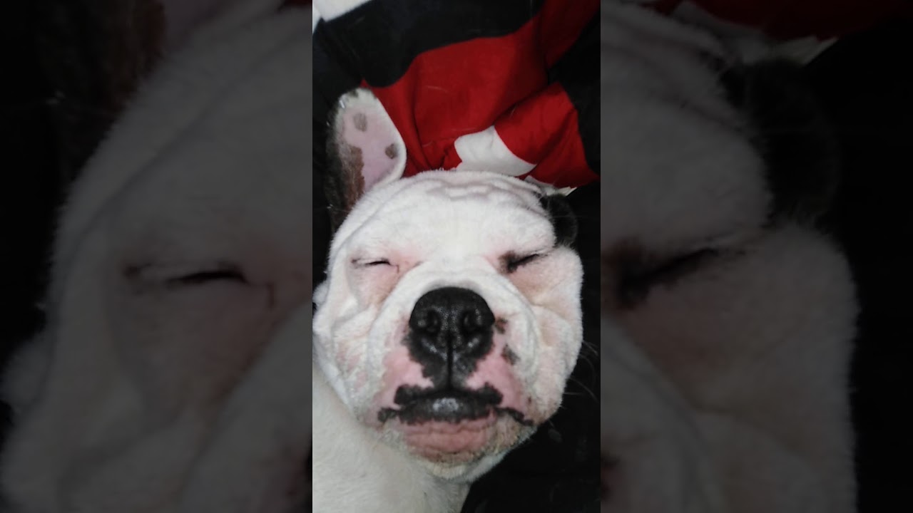 Bouledogue francais x staffie Ronflement 2019