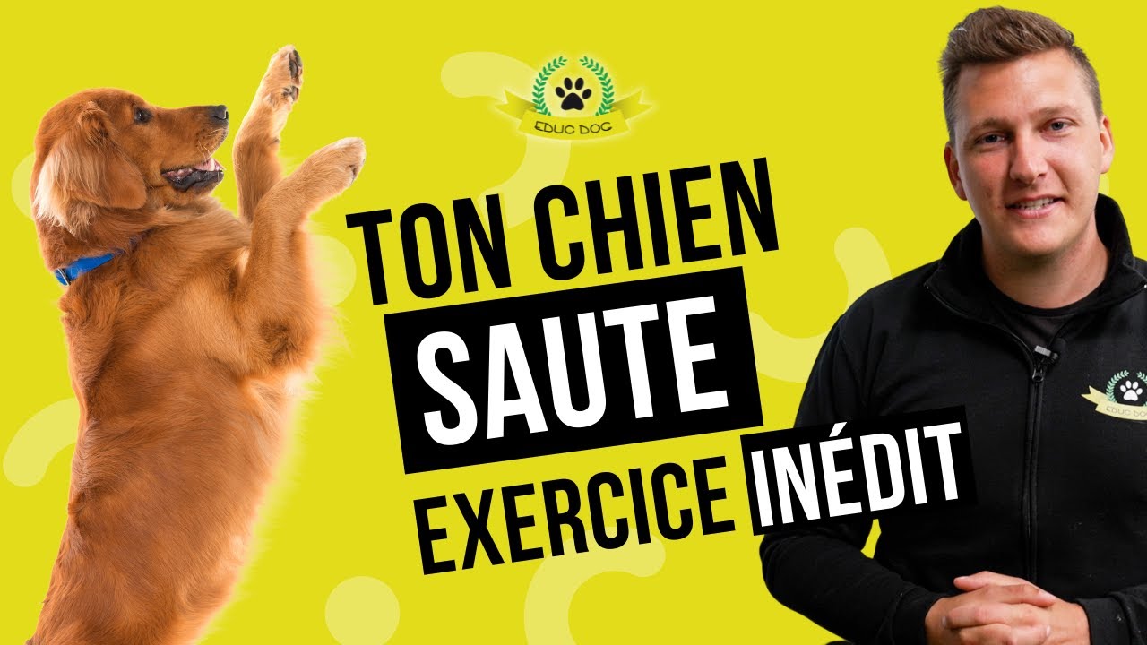 Ton chien saute sur les gens ? Voici comment lui apprendre à ne plus sauter !