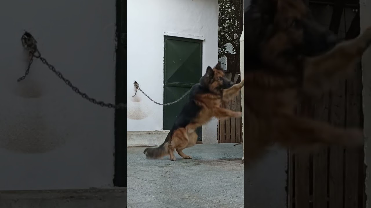 pourquoi le berger allemand est le chien le plus dangereux du monde ?