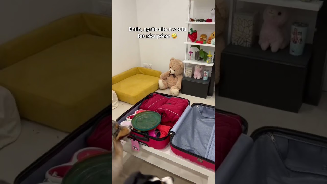 La valise de mes chiens ! C’est quoi votre indispensable ? 😅 #animal #chien #bergeraustralien