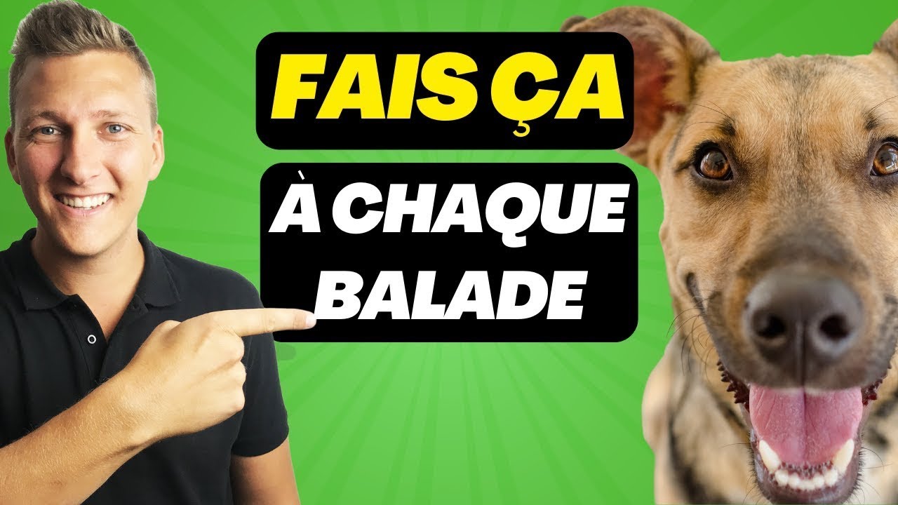 Chien désobéissant : il n’écoute pas dehors ? Fais ça en balade !