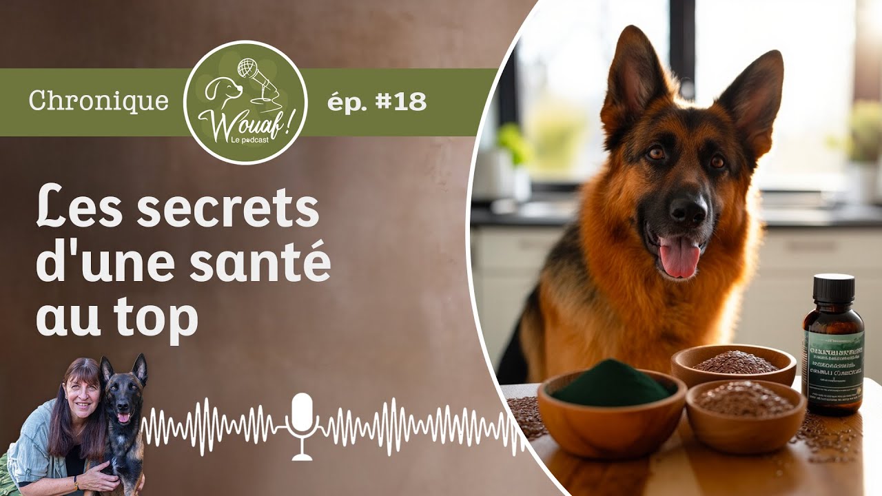 Episode #18 - Super-aliments et compléments alimentaires, les secrets d'une santé canine au top