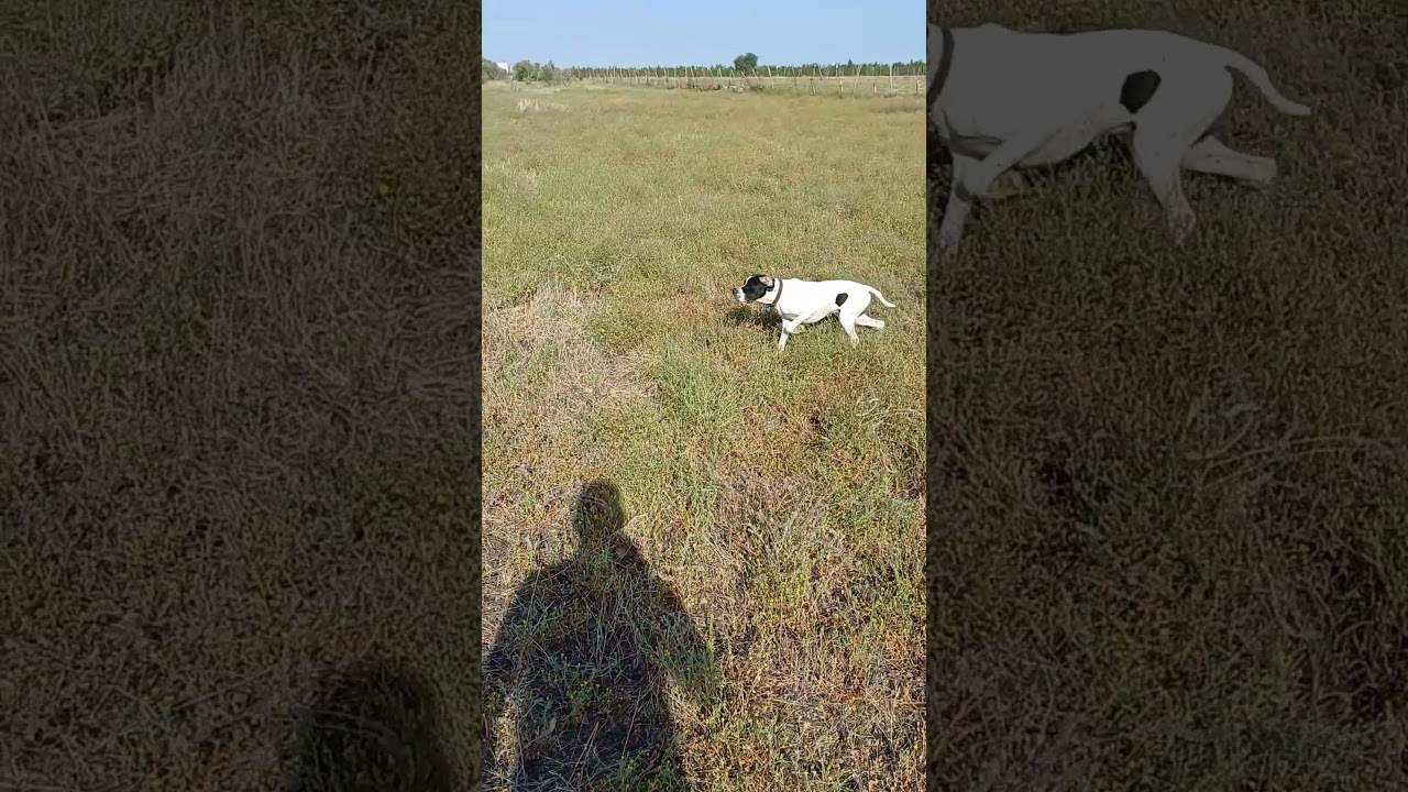 pointer anglais  #pointer #chasseur #chasse