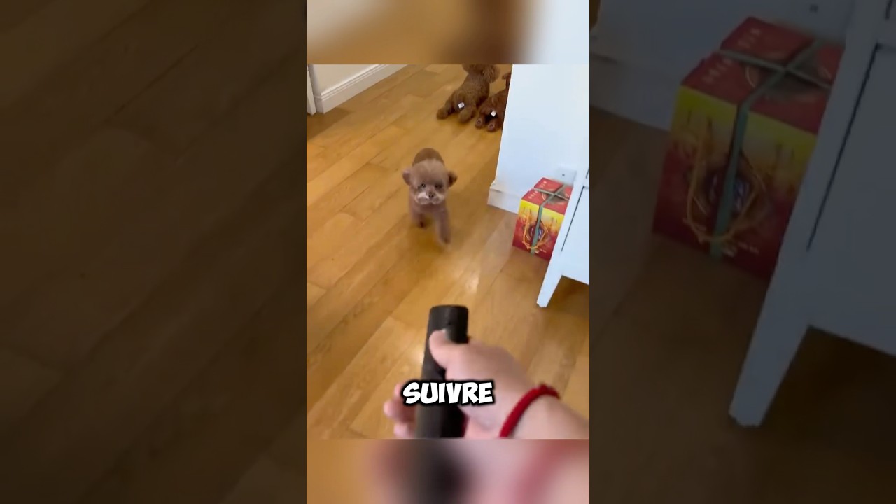 Ce Chien Robot Va Vous Faire Craquer : Une Révolution Technologique !