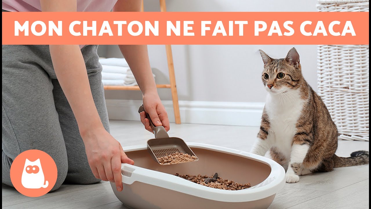 Mon CHAT NE FAIT PAS CACA 🐱💩 | CONSTIPATION chez les CHATS - Mon Chat est CONSTIPÉ, QUE FAIRE ?