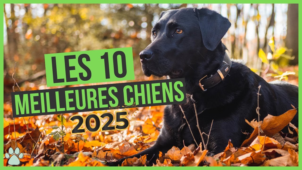 Les 10 chiens populaires en 2025