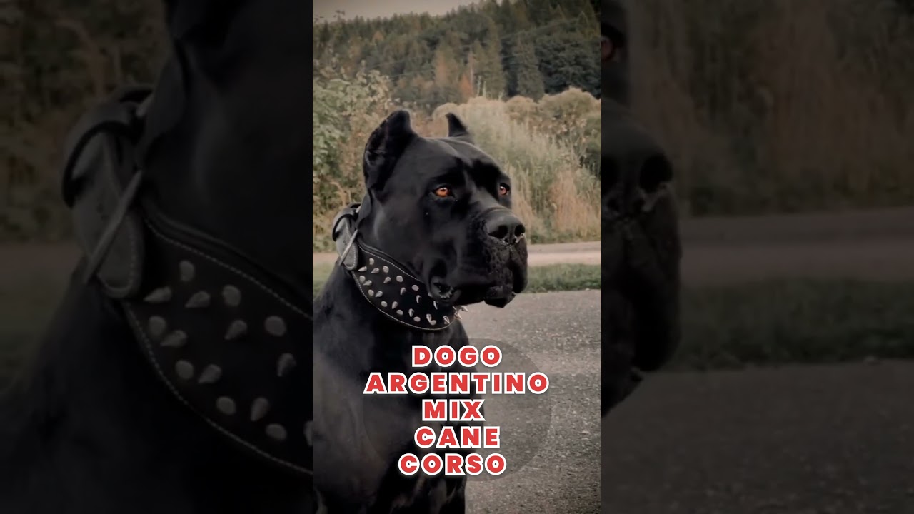 Cane Corso Dog Mix Dogo Argentino 👹 #shorts #dog #dogs