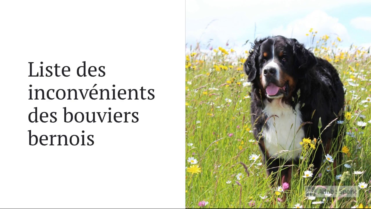 Bouvier Bernois – 12 Avantages et Inconvénients