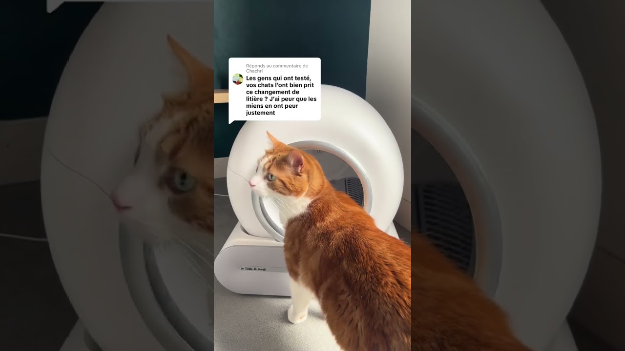 Les chats ont ils peur des litières automatique au début?
