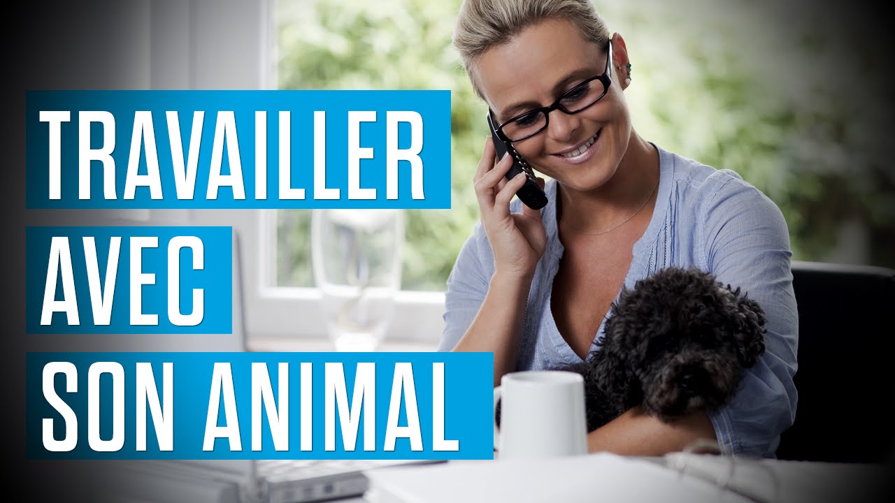 Aller au travail avec son animal
