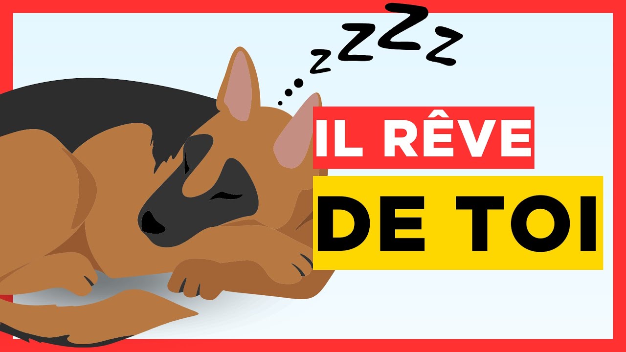 4 rêves que font TOUS les chiens