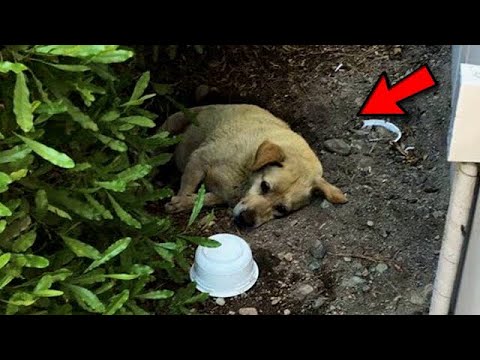 Elle a été trahie par ses maîtres, elle n'avait plus qu'à attendre la mort…