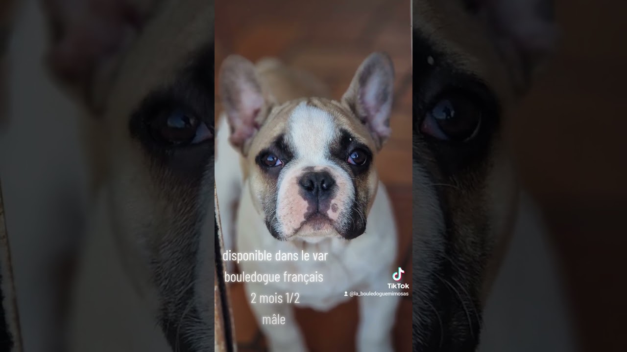 bouledogue français Mâle 2 mois 1/2 var ,disponible.