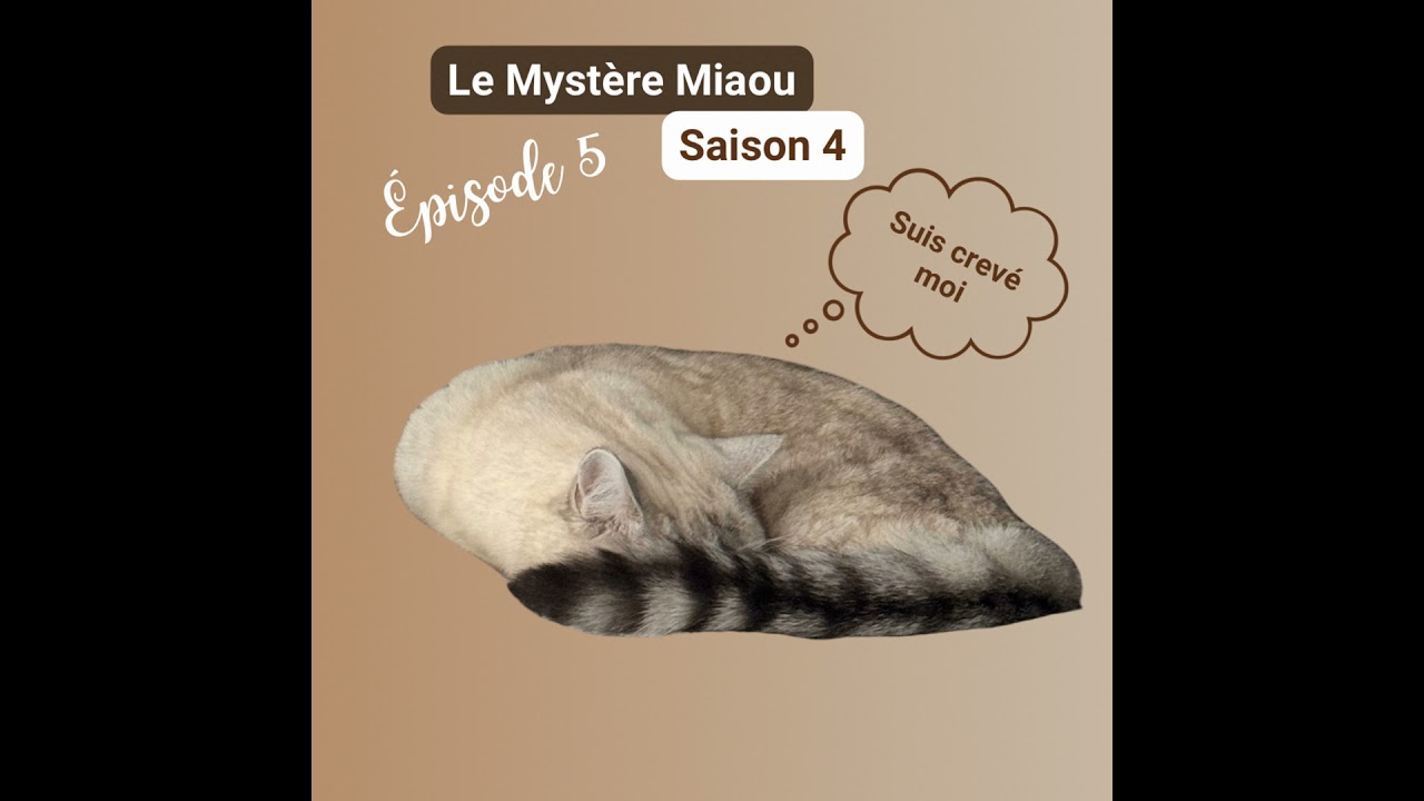 S04-05 : en quoi les chats peuvent-ils améliorer notre santé mentale ?