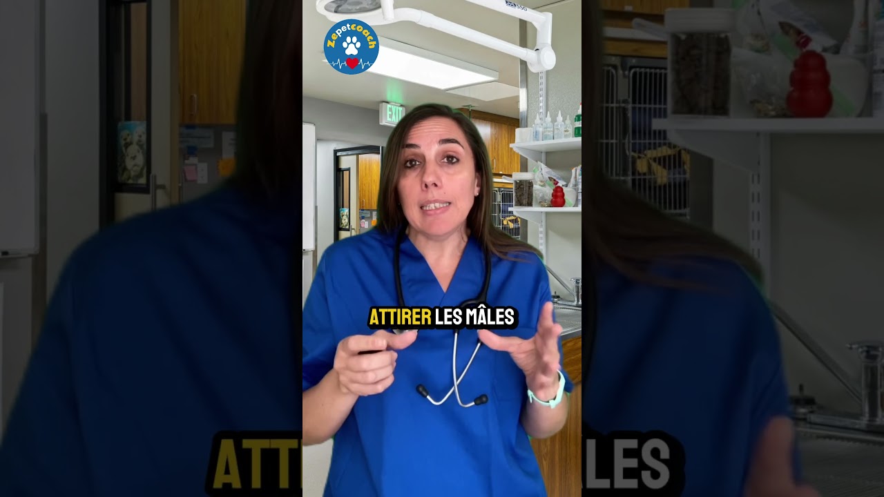 🐶❤️ Ta chienne est en chaleur… et tu ne sais pas toujours quoi faire ?