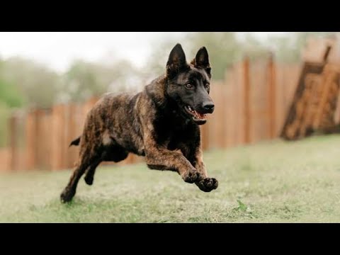 Mini Australian Shepherd, Dutch Shepherd, Akita Inu"