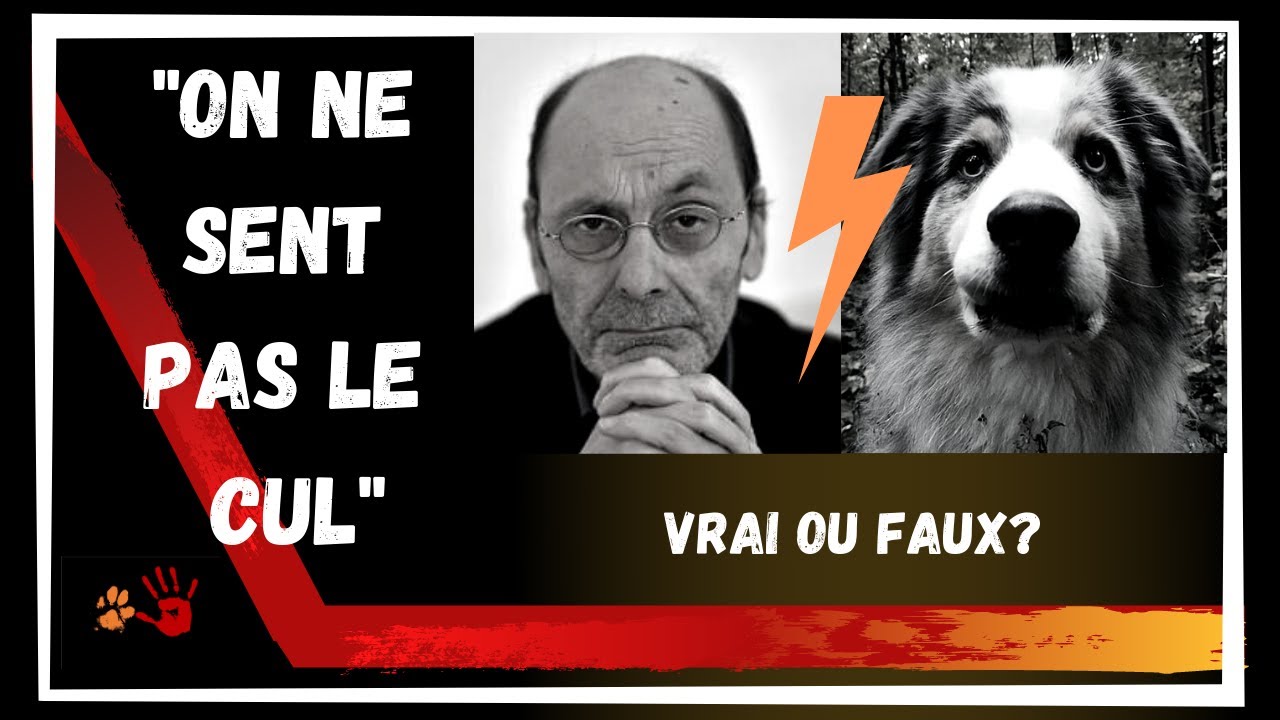 Pourquoi mon chien renifle les fesses des autres?